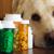 Требуются ли щенкам витамины: признаки авитаминоза