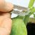 Как привить арбуз на корни тыквы