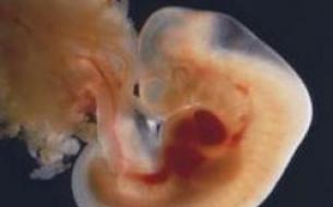 Embriju attīstība dienā un nedēļā