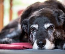 Kā pārdzīvot suņa nāvi: psihologa padoms